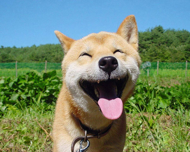 Cún Shiba Inu với biểu cảm rất 'phê' dưới nắng