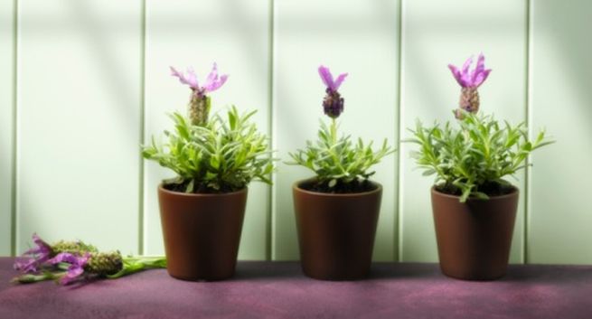Hoa oải hương: Một trong những cách chống muỗi tự nhiên là sử dụng cây hoa oải hương. Oải hương có mùi hương quyến rũ vừa giúp thư giãn thần kinh, lại giúp đuổi muỗi vô cùng hiệu quả. Bạn có thể trồng những chậu oải hương quanh nhà, trên cửa sổ, hoặc thậm chí ngay trong nhà.