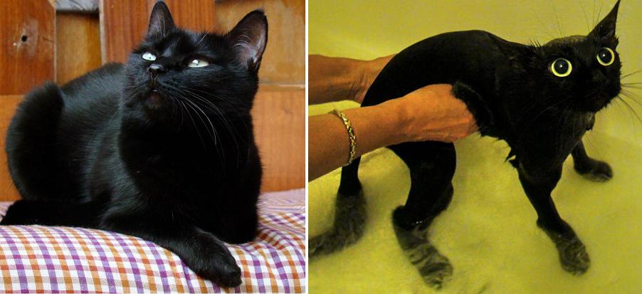 Loạt ảnh trước và sau khi tắm của thú cưng: Bỗng dưng 