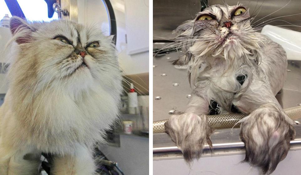 Loạt ảnh trước và sau khi tắm của thú cưng: Bỗng dưng 