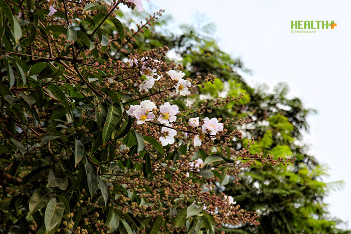 Không chỉ biết đến với sắc tím thủy chung, cây bằng lăng trắng hiếm gặp trên phố Nguyễn Khánh Toàn cũng đẹp đến ngỡ ngàng