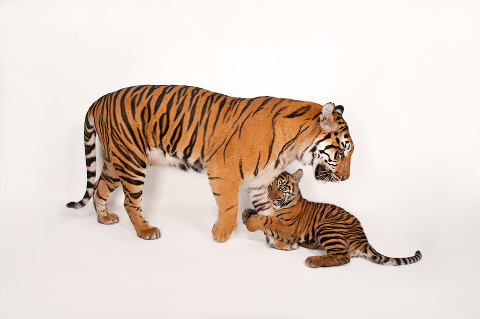 Ngắm bộ ảnh tuyệt đẹp về tình mẹ con ở thế giới động vật - Ảnh 5