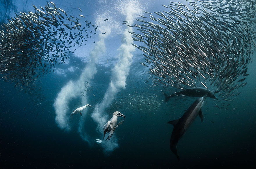 Tác phẩm đạt giải Ảnh của năm của nhiếp ảnh gia Greg Lecoeur (Pháp) ghi lại được một khoảnh khắc sinh tồn diễn ra trong lòng đại dương vùng biển Nam Phi
