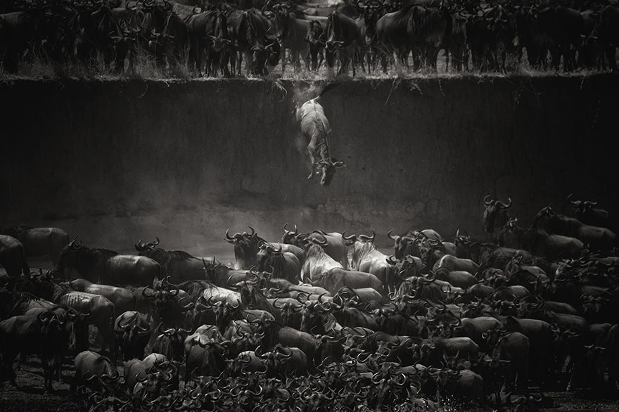 Giải ba hạng mục Động vật hoang dã còn có tác phẩm của tay máy Nicole Cambré (Bỉ) chụp ở Tanzania ghi lại cảnh một đàn linh dương đầu bò vượt sông
