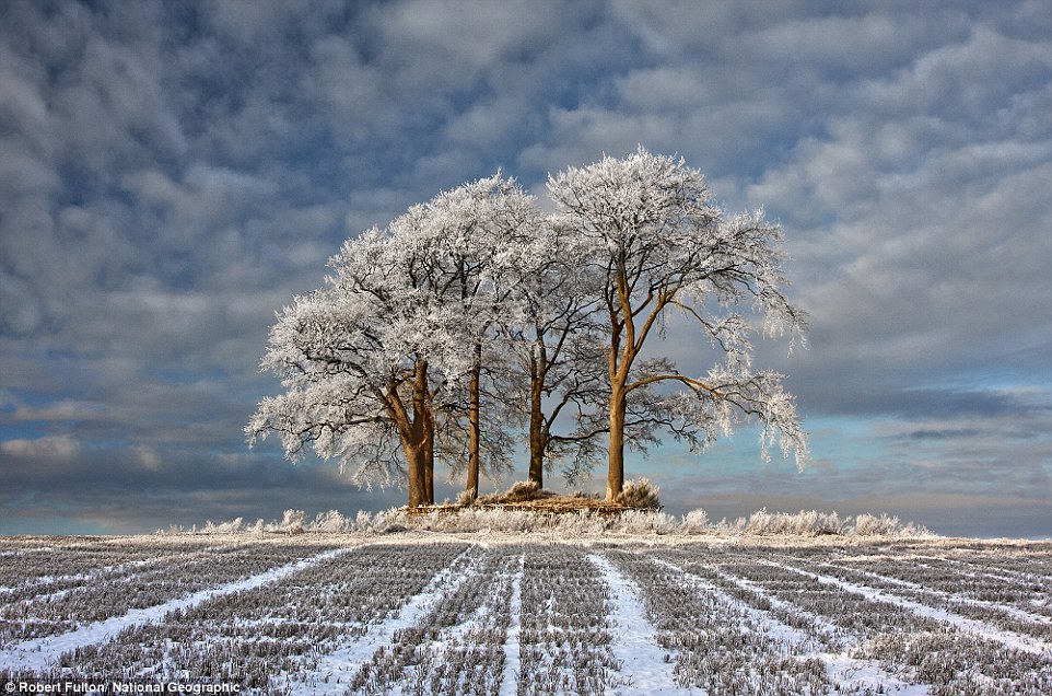 Tuyết trắng bao phủ một cánh đồng ở Stirlingshire, Scotland.