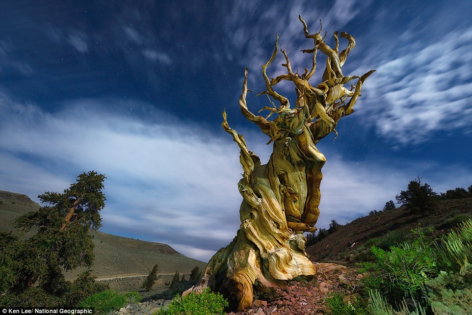 Một cây thông cổ đại xoắn lại như đang thực hiện một vũ điệu hoang dã ở rừng quốc gia Inyo, California, Mỹ.