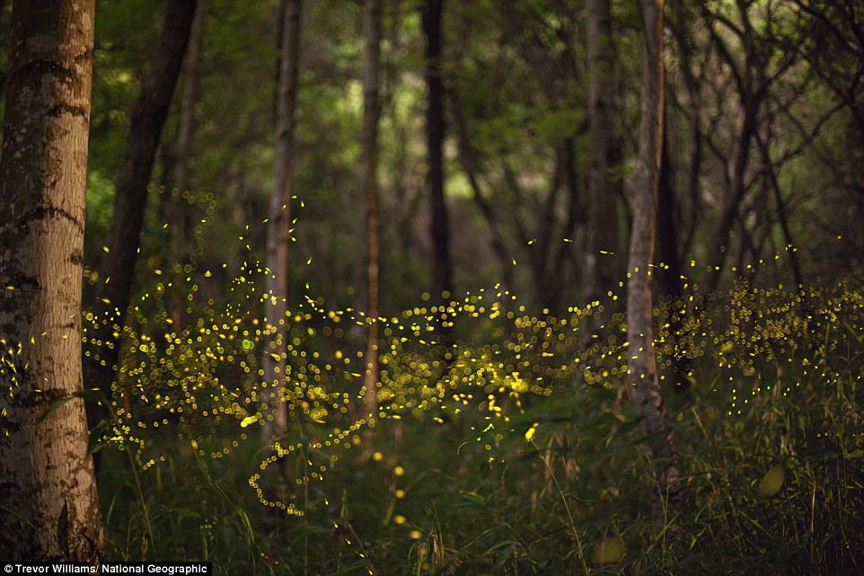 Đàn đom đóm bay lượn tựa như một dòng sông ánh sáng bên trong một khu rừng ở tỉnh Okayama, Nhật Bản.