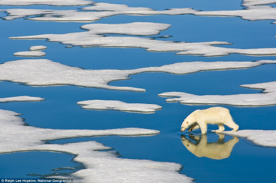 Chú gấu Bắc Cực thong thả kiếm ăn trên những tảng băng ở Svalbard, Na Uy