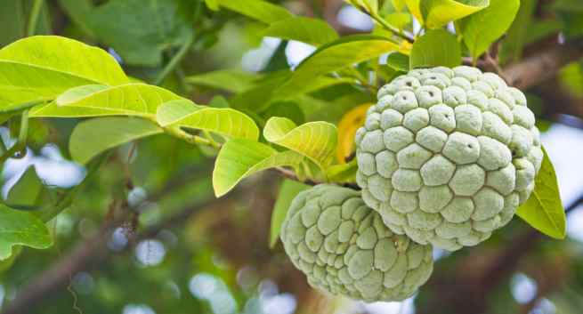 9 loại trái cây giúp làn da khỏe mạnh hơn trong mùa Đông - Ảnh 8