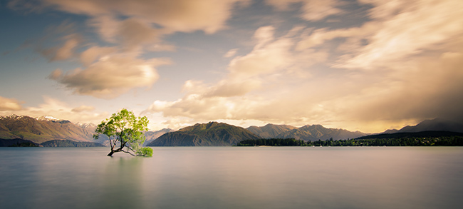 'Cây cô đơn' ở phía Tây Wanaka, Otago, New Zealand. Đây là cây được xuất hiện nhiều nhất trên Flickr. Tác giả: Tom Hall