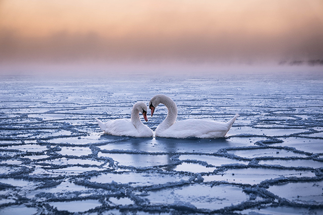 Bức ảnh mang tên 'Cảm lạnh' của nhiếp ảnh gia Christophe Brutel tại thành phố Espoo, Phần Lan