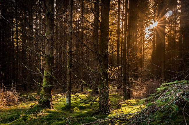 Bức ảnh 'Âm thanh của sự im lặng' của nhiếp ảnh gia Daniel Munch được chụp vào cuối buổi chiều tại khu rừng Rold Skov, Đan Mạch