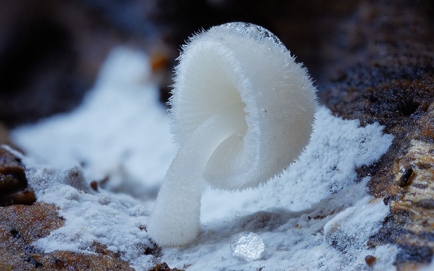 Một cây nấm vươn mình trên nền tuyết trắng giá lạnh.