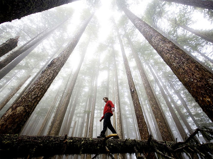 Đi dạo trong Rừng quốc gia Olympic National Park – Washington, United States - Ảnh: Michael Hanson