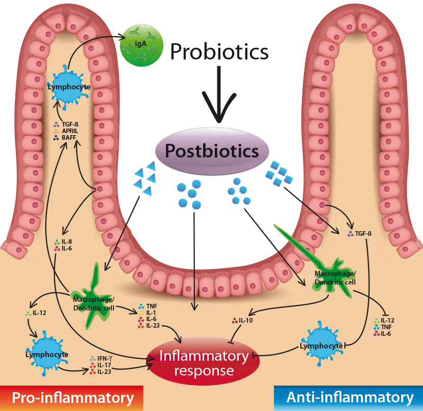 Postbiotics cũng quan trọng như lợi khuẩn và chất xơ hòa tan
