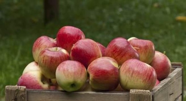 Táo: Ăn táo mỗi ngày cũng là cách giúp bạn bổ sung polyphenol để ngăn ngừa bệnh tim, ung thư và chứng sa sút trí tuệ.
