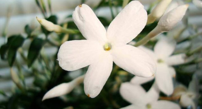 Hoa nhài: Trồng hoa nhài không chỉ làm cho ngôi nhà của bạn có mùi thơm của loài hoa này mà còn giúp bạn có được giấc ngủ ngon hơn.