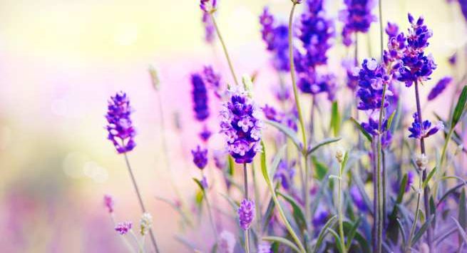 Oải hương: Hương thơm của hoa oải hương không chỉ làm dịu hệ thống thần kinh mà còn giúp giảm stress và giúp bạn ngủ ngon hơn.