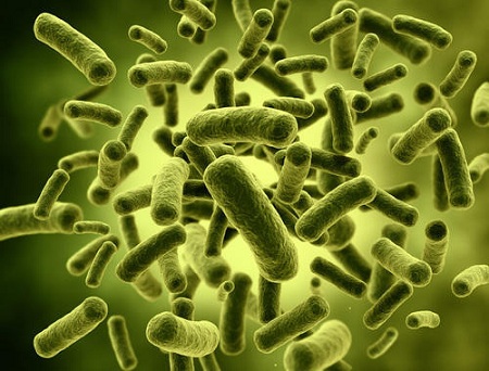 10 loại vi khuẩn có lợi cho cơ thể mà bạn nên bổ sung - Ảnh 2