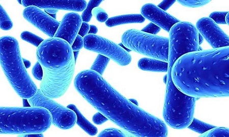 10 loại vi khuẩn có lợi cho cơ thể mà bạn nên bổ sung - Ảnh 3