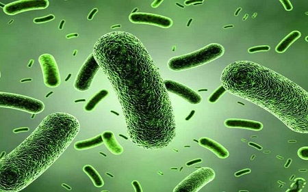Lactobacillus Rhamnosus: Lợi khuẩn này có thể làm giảm dị ứng, hen suyễn và viêm da.