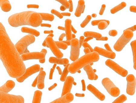 Bifidobacterium Lactis: Duy trì sự cân bằng của hệ vi khuẩn đường ruột sau điều trị kháng sinh.