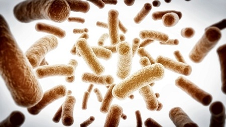 Bifidobacterium Longum: Cải thiện các triệu chứng liên quan đến sự không dung nạp gluten.