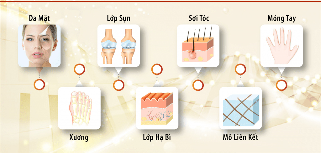 Tác dụng của collagen đối với da, cơ bắp, xương khớp và cơ thể con người