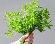 Có nên trị sỏi mật bằng rau ngổ tại nhà không?