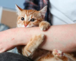 10 bệnh có thể lây từ mèo sang người và cách phòng ngừa hiệu quả