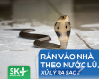 Podcast: Rắn vào nhà theo nước lũ, xử lý ra sao?