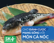 Podcast: Chớ đánh cược mạng sống với món cá nóc
