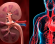 Giải mã nguy cơ suy tim ở người bệnh thận mạn tính
