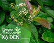 Cây quen, thuốc quý: Cây xạ đen