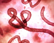 Dịch Ebola diễn biến phức tạp ở Châu Phi, Bộ Y tế họp khẩn