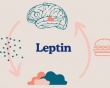 Phòng ngừa béo phì: Làm sao cải thiện tình trạng kháng leptin?