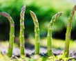 Lý do bạn nên thêm măng tây vào chế độ ăn 