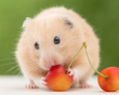 Chuột hamster có ăn được hoa quả không?