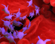 Khi tiểu cầu trở thành “lá chắn” cứu người bệnh