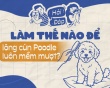 Làm thế nào để lông cún Poodle luôn mềm và không rối?