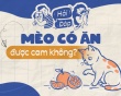 Mèo có ăn cam được không?