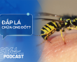 Podcast: Bị ong đốt có nên đắp lá?