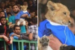 Chuyện lạ: Bế sư tử cưng đi xem bóng đá