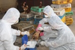 USAID trao tặng 4.000 bộ trang phục bảo vệ cán bộ thú y