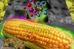 Mỹ: Thông qua luật dán nhãn thực phẩm biến đổi gene