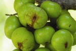 Bài thuốc chữa sỏi mật hiệu quả từ trái sung	