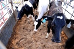 Vinamilk nhập thêm 400 con bò sữa từ Australia về Việt Nam 