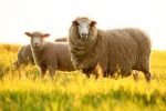 Nhai thai cừu: Món quà cho sức khỏe