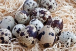 5 lợi ích của trứng chim cút
