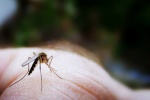 Cách diệt muỗi để phòng bệnh